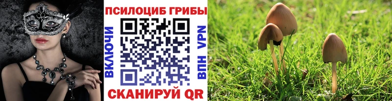 дарнет шоп  Нея  Галлюциногенные грибы Psilocybe 